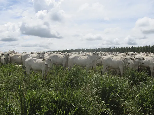 Controle de parasitas internos no período de seca é essencial para sucesso dos rebanhos bovinos