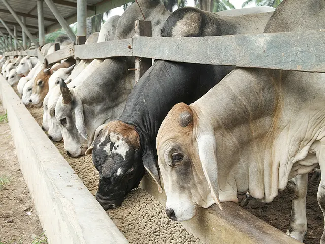 Bovinos a pasto dependem da boa saúde ruminal para o crescimento e melhor rentabilidade