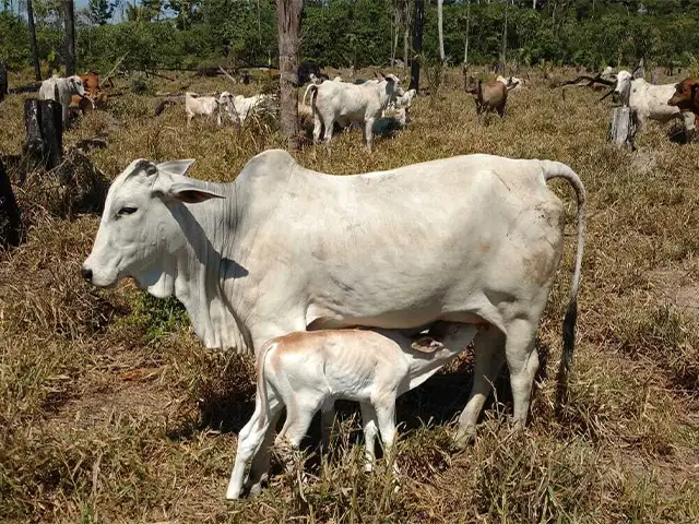 Uso de suplementos minerais proteinados acelera ganho de peso do rebanho na seca