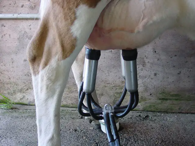 Mastite bovina deve ser tratada com assertividade, para evitar reincidência