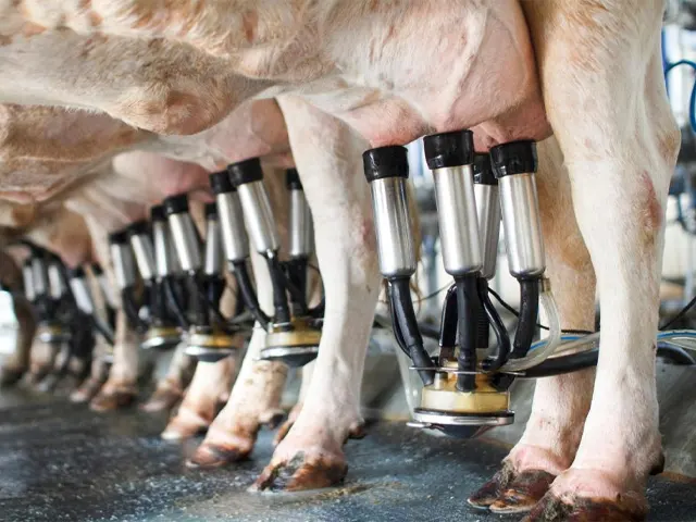 Saída de produtores e redução de rebanho no mercado de leite preocupam pesquisadora do IEA