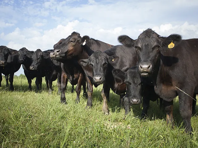 Lucratividade do pecuarista aumenta com controle eficaz de infestação da mosca-dos-chifres