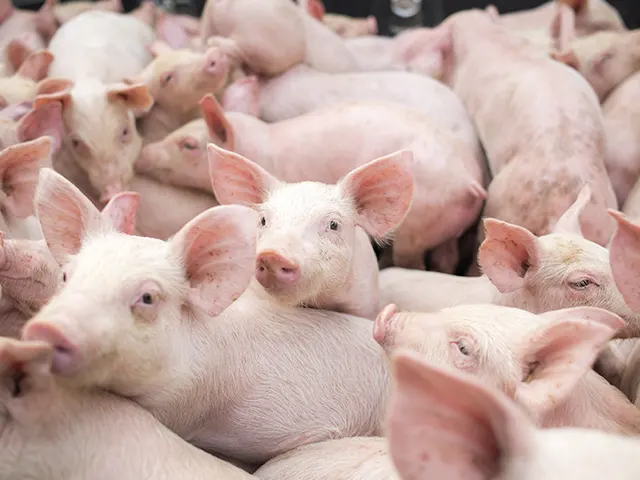 A imunonutrição garante um desmame sem estresse para os leitões e ajuda na melhor resposta imune