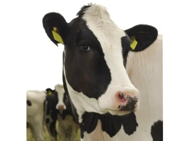 Metrite em vacas leiteiras impacta na reprodução e requer atenção dos pecuaristas