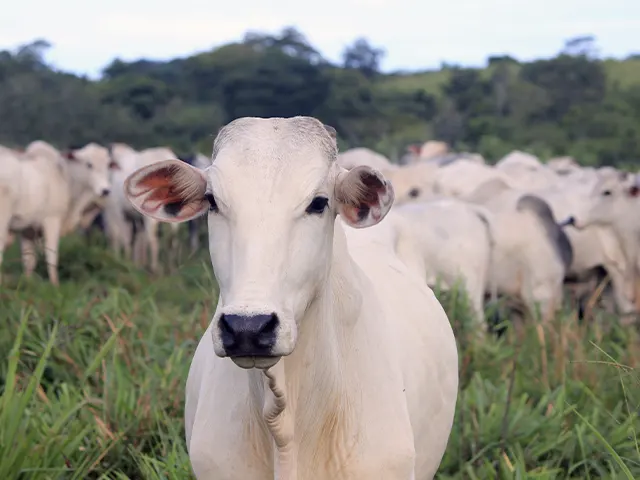 Cuidado especial com diarreia no rebanho colabora com aumento de bem estar e lucratividade de bovinos