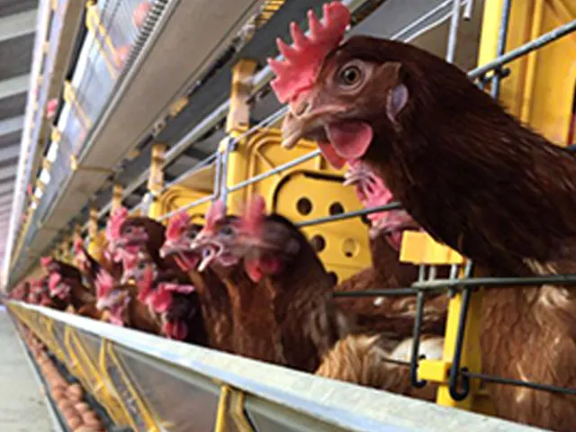 Auster Nutrição Animal anuncia solução nutricional que prolonga o período de produção das aves de postura