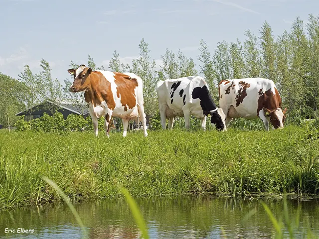 A gordura hidrogenada é uma excelente ferramenta para melhorar o desempenho das vacas leiteiras