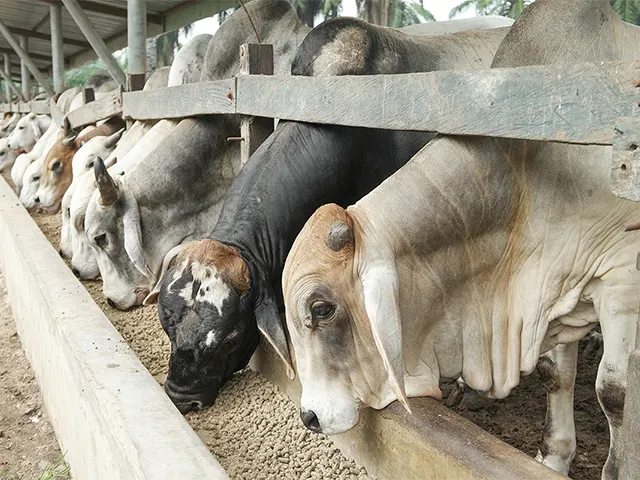 Bovinos a pasto dependem da boa saúde ruminal para o crescimento e melhor rentabilidade