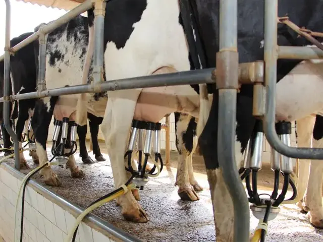 Pesquisadoras da EPAMIG apresentam dicas para uma melhor qualidade do leite