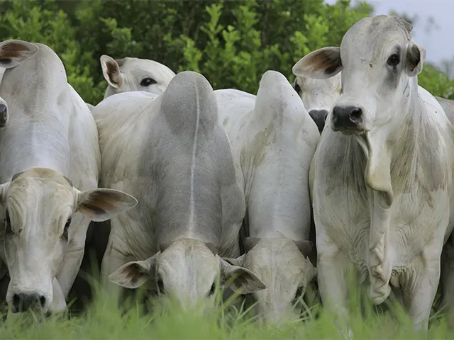 Suplementação nutricional impacta desempenho reprodutivo de touros