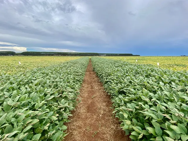 Empresas do agronegócio buscam estabelecer compromissos ESG