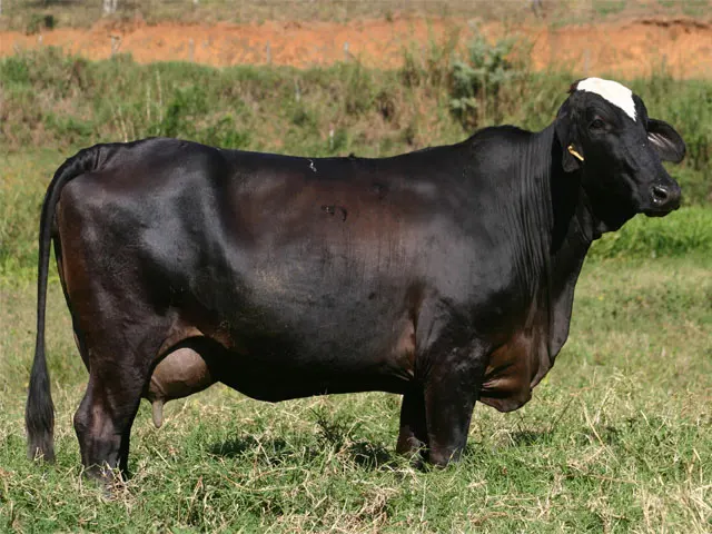 Investir em boa genética hoje é ter mais carne e leite no futuro