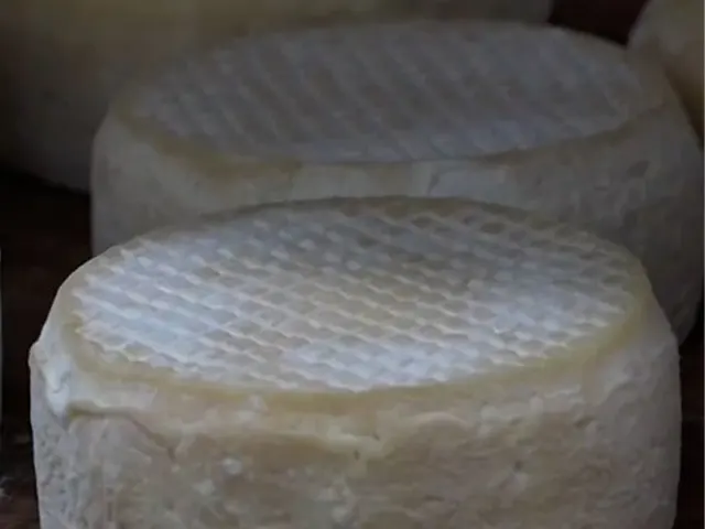 Investimento do Governo em pesquisas valoriza o queijo mineiro