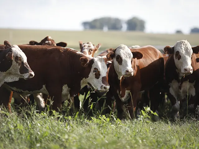 Calendário sanitário é essencial para o controle de parasitas e enfermidades do rebanho bovino