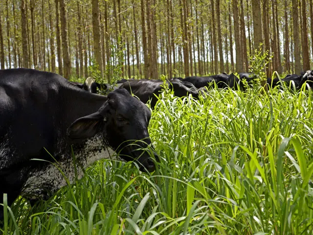 Integração Lavoura-Pecuária-Floresta otimiza o sistema de produção e preserva o meio ambiente