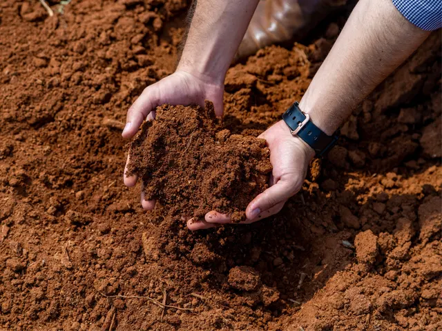 Produtos biológicos solucionam problema na infestação de nematoides em lavouras