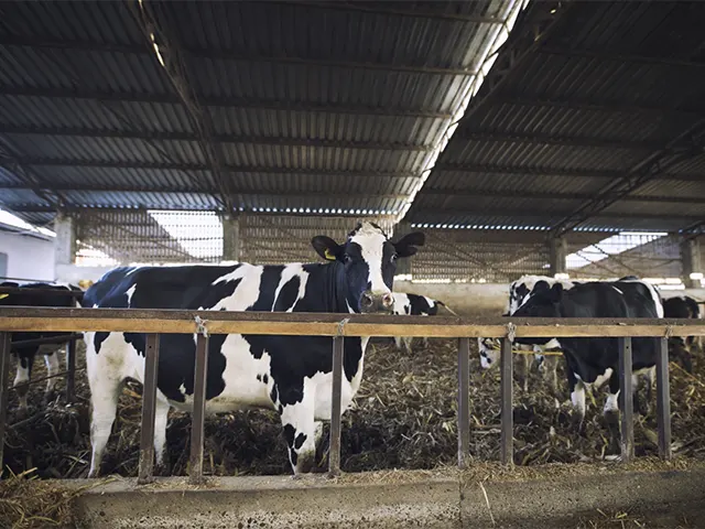 Uso estratégico de antibióticos reduz prejuízos de mastite e pneumonias na pecuária leiteira