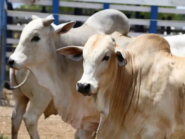 A partir de 2024, Sergipe passa a ser reconhecido como área livre de febre aftosa sem vacinação