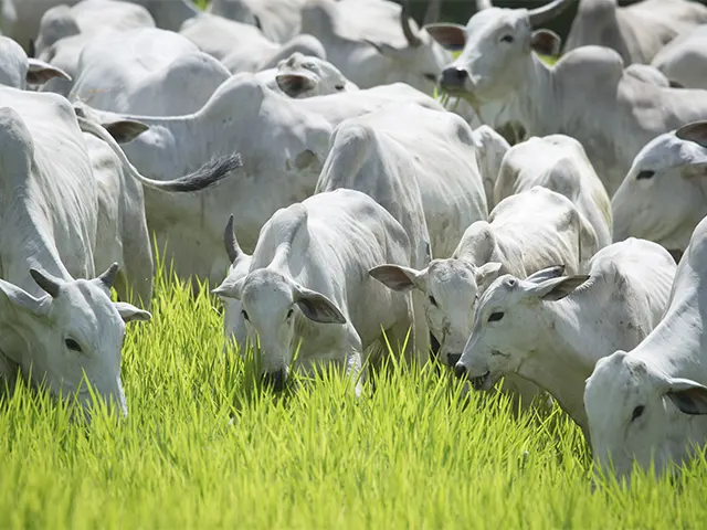 Extrato de folitropina acelera o melhoramento genético de bovinos e a produção de alimentos