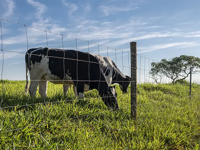Cercas são fundamentais para o manejo da temperatura corporal das vacas leiteiras