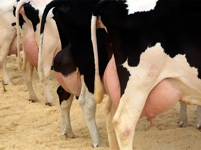 Mastite: enfermidade afeta a produção de leite e causa enormes prejuízos à fazenda