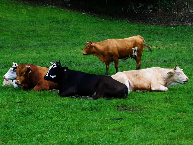 Moscas podem causar perdas de até 40kg do peso vivo dos bovinos