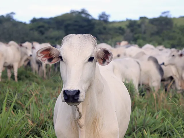 Produção brasileira de carne bovina bate recorde em 2023