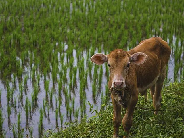 Períodos úmidos são ideais para a proliferação de mastite ambiental e contagiosa