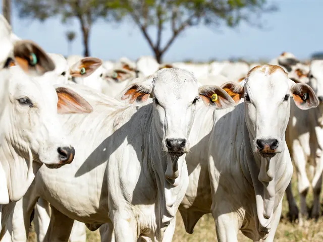 Veterinário destaca a importância do controle parasitário em bovinos