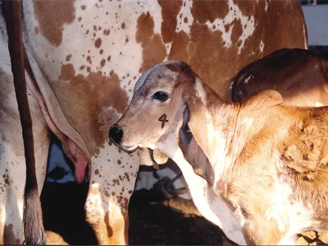 MG alcança 77,5% de índice vacinal contra brucelose em bovinos e bubalinos