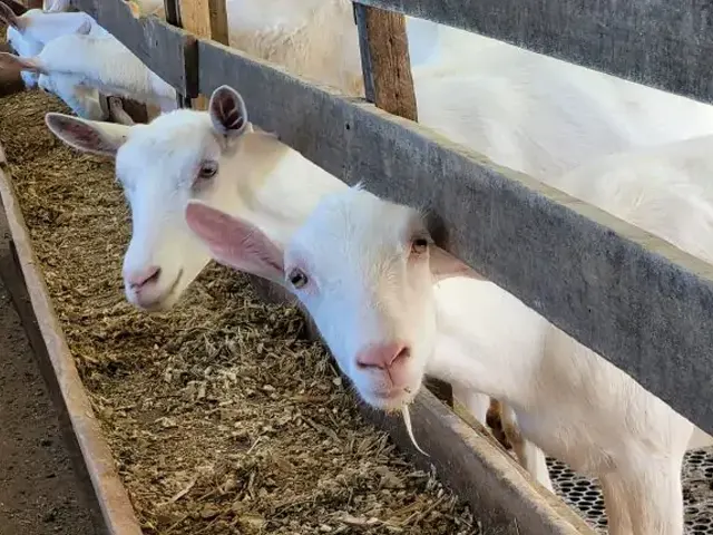 Pesquisa da EPAMIG ILCT vai caracterizar os leites de cabra e ovelha produzidos em Minas Gerais