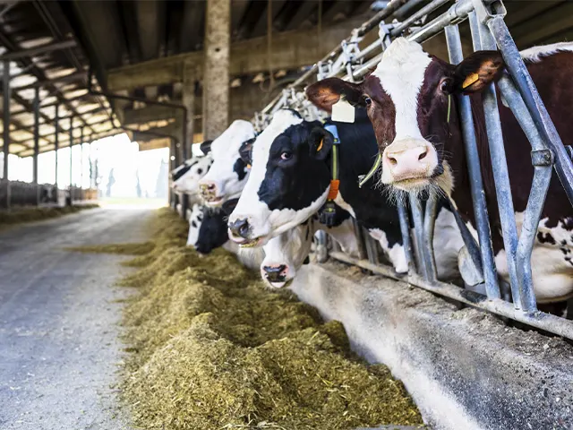 Oferecer mais conforto às vacas aumenta a rentabilidade na produção de leite