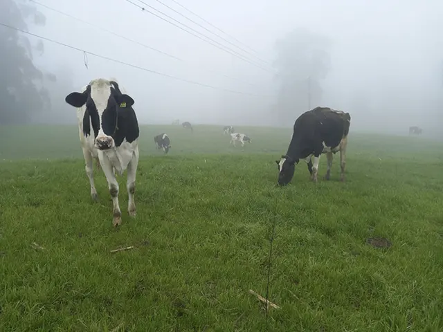 Enchentes no Rio Grande do Sul deixam produtores de leite isolados