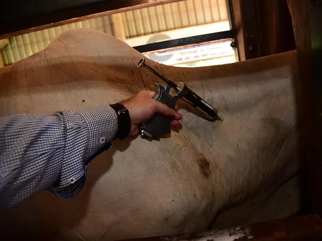 Sistema Famasul alerta para a importância da vacinação de bovinos