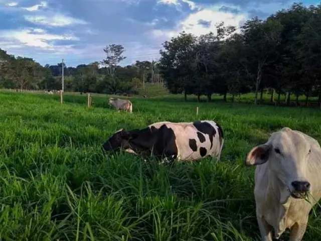 Transformando pastagens degradadas em fontes sustentáveis de nutrição animal