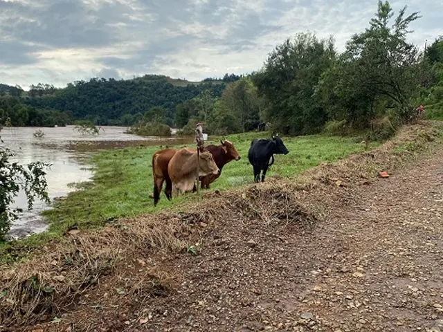 Pecuária gaúcha é impactada por enxurradas