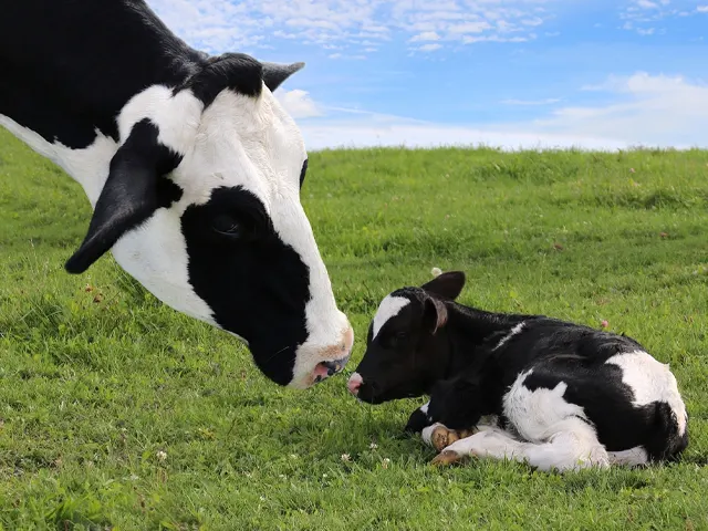 Correto manejo no pós-parto influencia bem-estar das vacas leiteiras
