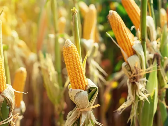 Secretaria de Agricultura de SP se destaca na produção de sementes de milho com melhoramento genético