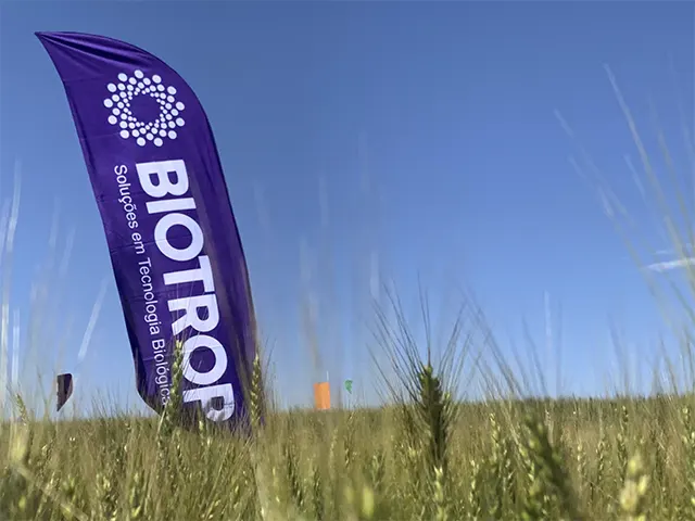 Insumos biológicos protegem lavouras de trigo em tempos de instabilidade climática