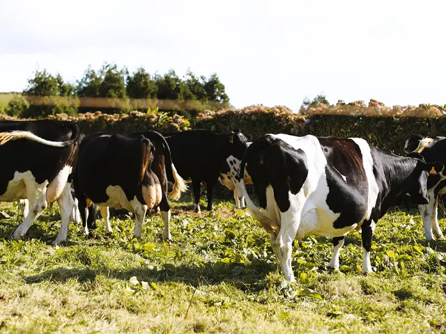 Deficiência de fósforo nas pastagens pode influenciar diretamente na produção e reprodução do rebanho