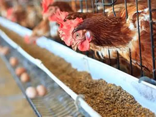 Composto orgânico contribui para a melhoria da saúde intestinal de aves de postura