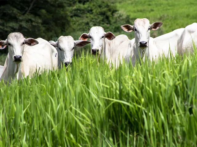Quantidade e qualidade do pasto definem o desempenho na engorda de bovinos a pasto