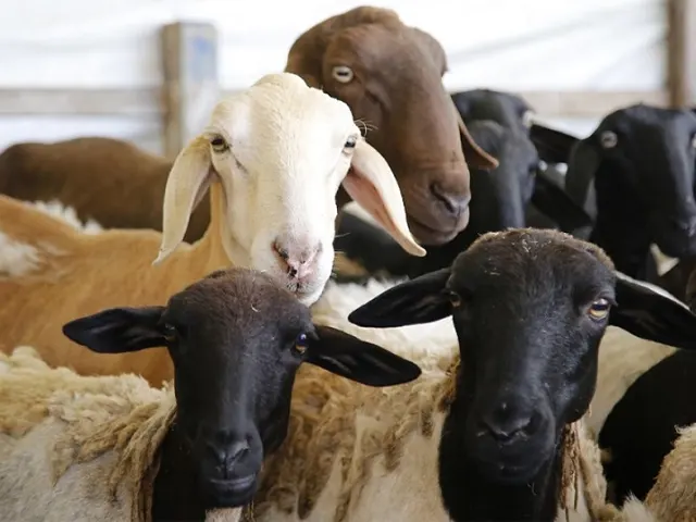 Governo do Estado de SE inicia programa de melhoramento genético de caprinos e ovinos