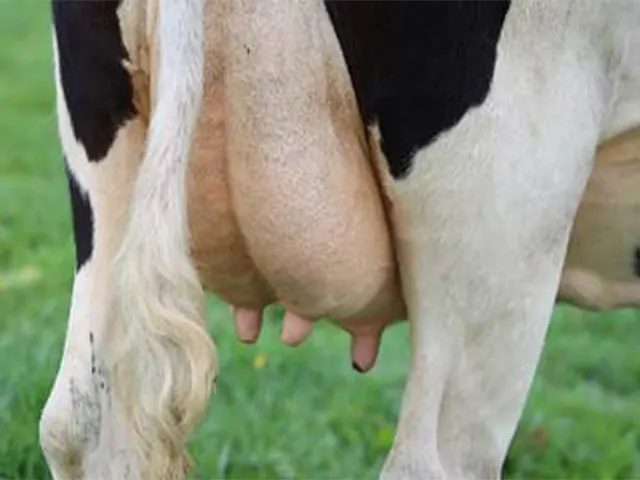 Doenças infecciosas comprometem produtividade dos bovinos de leite