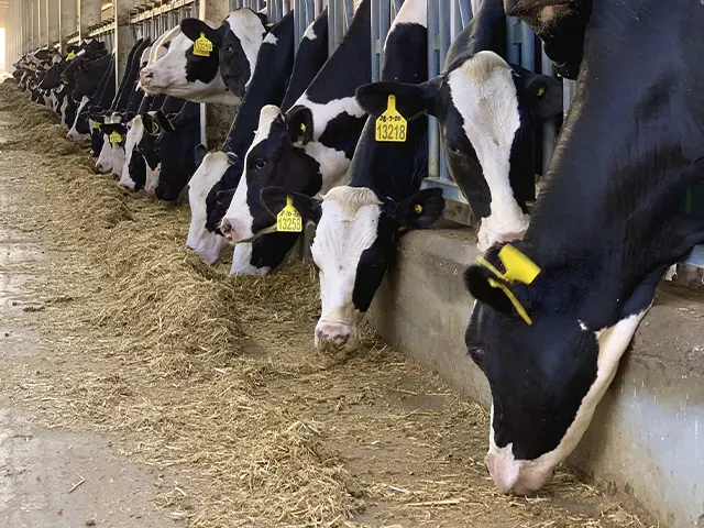 Custo com nutrição do rebanho eleva COE, mas margem se mantém firme