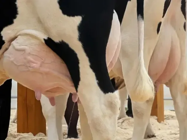 Constantes variações climáticas estressam as vacas leiteiras