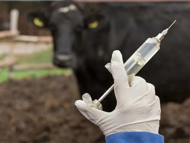 Controle sanitário do gado é mais rápido com uma boa farmácia na fazenda