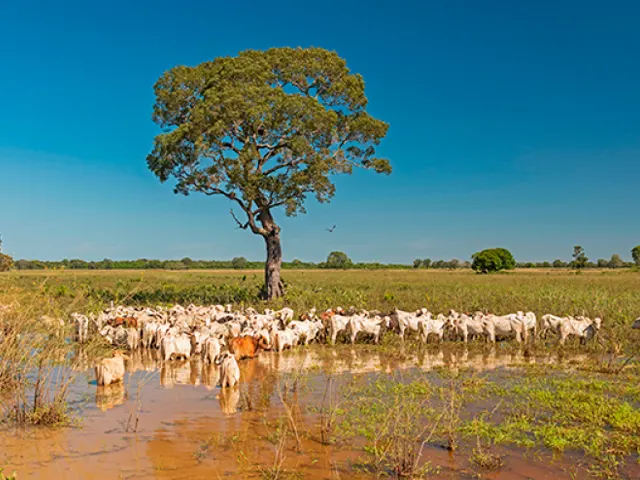 Avanço genético: Pantanal é o maior investidor em inseminação artificial do estado