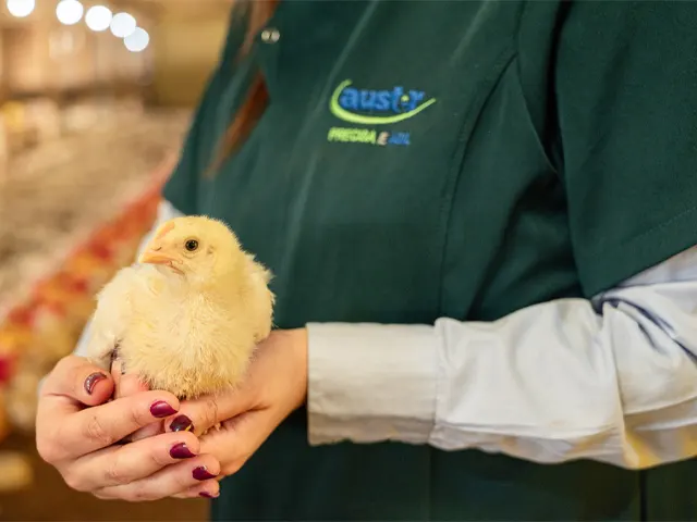 Inclusão da fitase na alimentação de aves melhora biodisponibilidade de fósforo e outros minerais