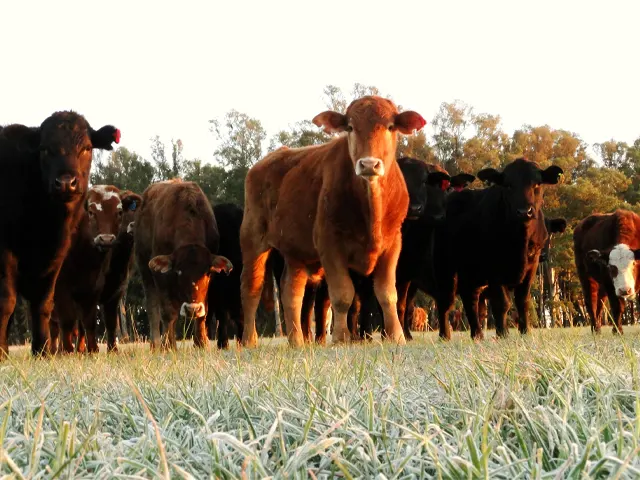 Calor e umidade são vilões do aumento de infestações de carrapatos em bovinos